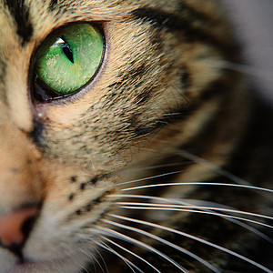 一个年轻小猫咪脸的宏观镜头 聚焦于他美丽的绿眼睛宏观注意力猫科宠物毛皮猫咪小猫哺乳动物动物胡须图片