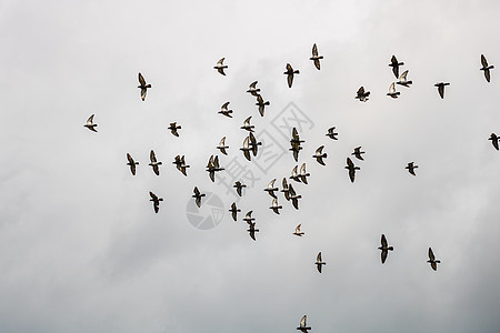 许多鸽子鸟在云天飞翔羽毛蓝色气氛荒野自由天空动物航班作品团体图片