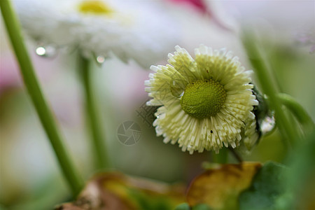 怀特贝利斯佩伦尼斯在雨后紧靠近距离花瓣花园背景季节黄色水滴绿色花假白色雏菊背景图片