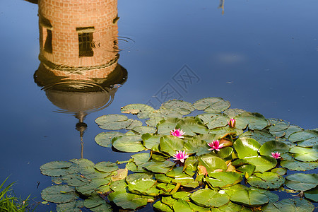 位于花园池塘的水里 反映内斯维日城堡的塔楼公园植物叶子热带植物群树叶花瓣水池花朵植物学图片