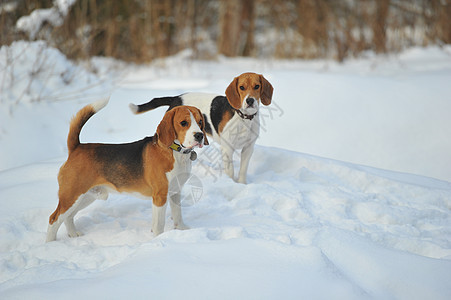 比格尔的狗在冬季户外的雪中玩耍女性犬类衣领爪子三色猎犬降雪宠物鼻子猎人背景图片