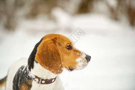 冬季雪地户外玩耍的狗鸟比格尔跑步爪子哺乳动物小狗犬类季节降雪猎人猎犬衣领图片