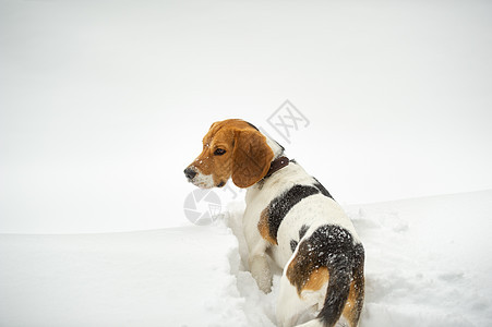 冬季雪地户外玩耍的狗鸟比格尔猎犬犬类季节街道三色跑步哺乳动物小狗猎人公园图片