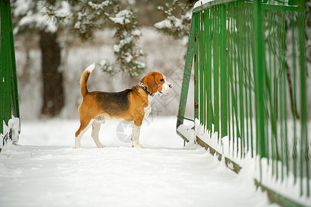 冬季雪地户外玩耍的狗鸟比格尔尾巴公园跑步衣领猎人宠物犬类哺乳动物小狗女性图片