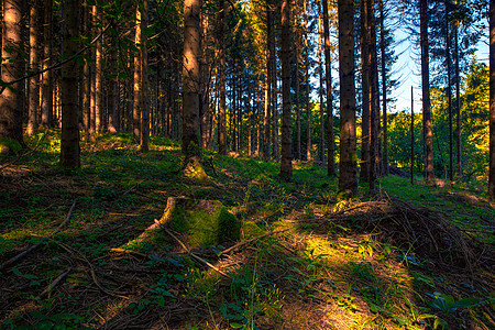 斯普鲁采森林 斯洛文尼亚高原地区云杉植被树木图片