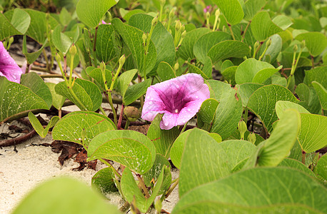 一条铁路葡萄藤的紫花团紫色牵牛花海岸线海岸山羊海滩藤蔓绿色番薯啤酒花图片