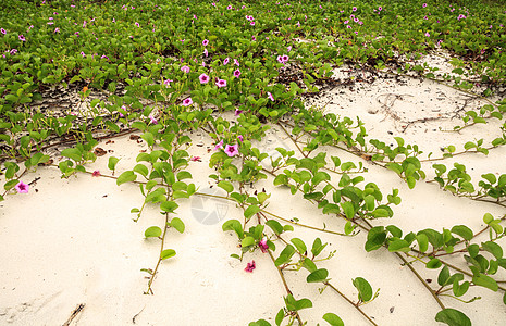 一条铁路葡萄藤的紫花团跳水海岸线海滩藤蔓花瓣牵牛花番薯海岸啤酒花紫色图片