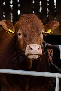 一头红牛的肖像画 在农场的草场上奶制品动物哺乳动物小牛草地场地乡村牛肉棕色绿色图片