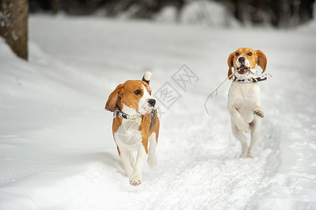 比格尔的狗在冬季户外的雪中玩耍街道女性猎犬跑步降雪小狗衣领爪子三色鼻子图片