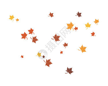 秋天的叶子矢量图金子植物棕色树叶橡木季节白色黄色森林飞行图片