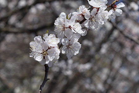 春花樱樱花枝 盛开图片