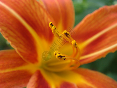 明亮的橙色百合花在阳光明媚的花园里 柔和的选择性焦点 盛开的深橙色亚洲百合在夏季花园 明亮的橙色和绿色美丽的亚洲宏观花瓣橙子雌蕊图片