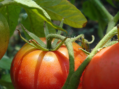 花园里的红番茄生产衬套生长植物农业温室村庄收成蔬菜植物学图片