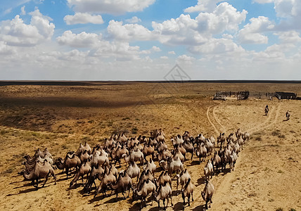 草原上的骆驼 在草原上放牧骆驼荒野单峰天空野生动物毛皮家畜骆驼刺旅行天气沙漠图片