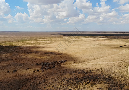 草原上的骆驼 在草原上放牧骆驼天空驼峰蓝色单峰哺乳动物荒野毛皮干旱旅游沙漠图片