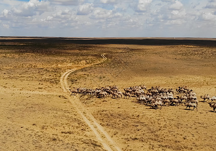 草原上的骆驼 在草原上放牧骆驼沙漠驼峰大篷车动物野生动物毛皮干旱戈壁旅行骆驼毛图片