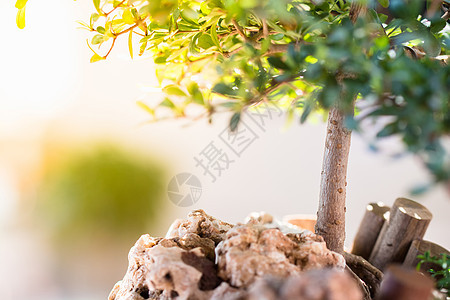 大自然的绿树叶 在阳光背景下森林环境太阳叶子荒野木头射线植物场景风景图片