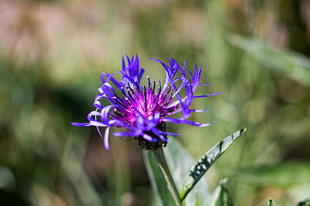 长花瓣在草原上的大蓝色花朵图片