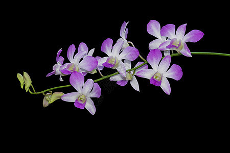 在黑色背景上孤立的兰花 落叶路径温泉生活白色花束植物群花瓣粉色紫色念日热带图片