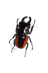 大黑端红甲虫 白底孤立于白底图片