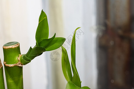 绿色竹叶与复制空间紧密相连森林叶子风水生长丛林园艺花园植物文化热带图片