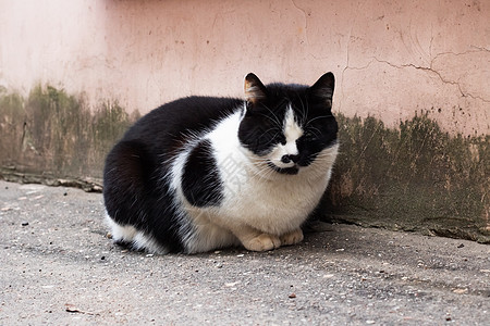 无无家可归的黑猫 白胸坐着街道荒野动物悲伤猫咪生活流浪哺乳动物宠物毛皮图片