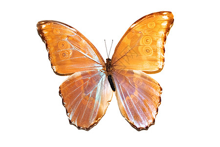 大蝴蝶 黄翅膀 白底的孤立 磷酸磷脂图片