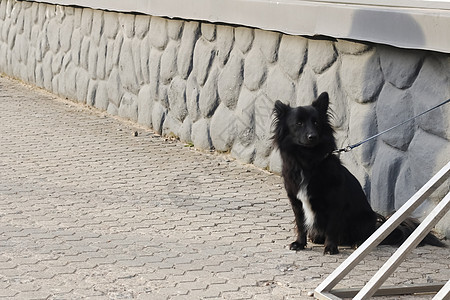 黑毛狗坐在人行道上图片