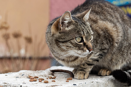 街上绿眼的灰猫哺乳动物毛皮野猫火鸡相机小猫虎斑宠物街道猫科图片