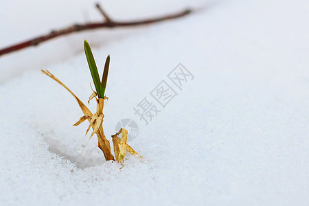 绿色植物在冬天的雪中发芽图片