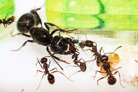 蚂蚁王梅瑟尔施特鲁克特腹部漏洞侵略动物女王野生动物女性眼睛外星人昆虫图片