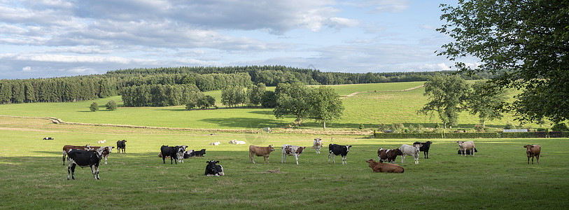 白色 黑色 棕色和红色的奶牛在Charleville附近北弗朗特兰西北部绿草地上的变异农业农场天空农田森林丘陵动物国家冒险村庄图片