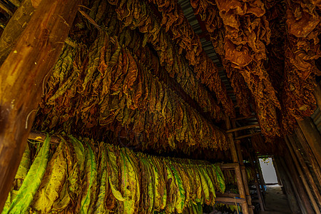 挂在干燥棚中的烟草叶农场烟叶水平图片
