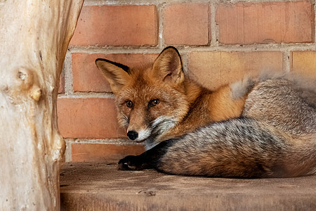 红狐狸躺在砖墙背景上图片