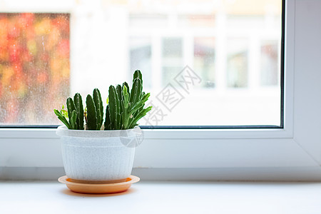白色窗台上的锅里的绿色植物图片
