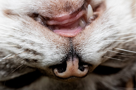 猫嘴里的坏牙 兽医护理图片
