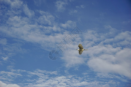 白海鸟 黑嘴和黑腿 在蓝天飘着白云飞翔图片