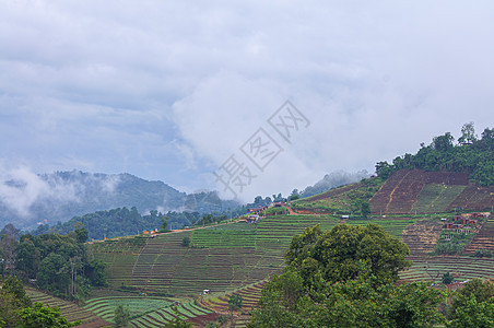 在山上种植台阶 泰国北部山区的农场模式 泰国清迈图片