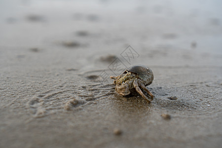 海边沙滩上栖息的螃蟹动物旅行宏观甲壳海滩海洋野生动物图片