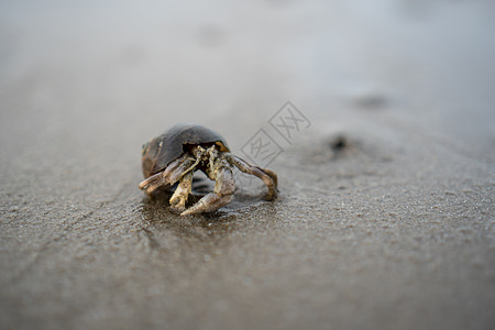 海边沙滩上栖息的螃蟹动物海滩甲壳野生动物旅行海洋宏观图片