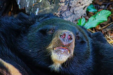 亚洲黑熊或亚洲黑熊或白天在木材附近休息生活动物群脊椎动物荒野大熊猫野生动物生物哺乳动物男性头发图片
