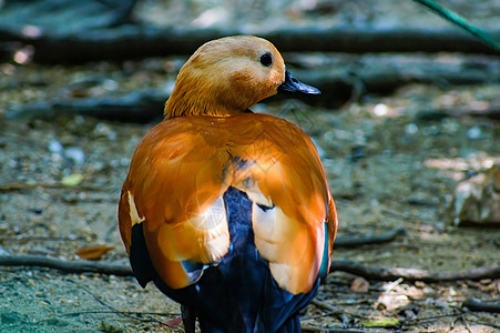 陆基手持着橙色翅膀 在地面上行走 向右看荒野橙子脊椎动物哺乳动物鸭子野生动物生物鹦鹉羽毛动物群图片