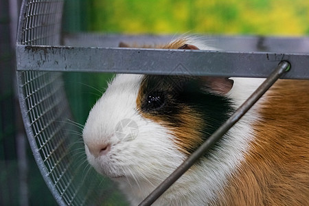 关在笼子里的红几内亚猪橙子红色干草食物动物婴儿情感鼻子头发棕色图片