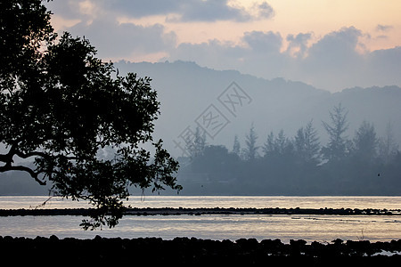 清晨的海边大气 日出前的第一道光亮 红树林风景蓝色天空公园日落地带树木暮色旅行季节图片