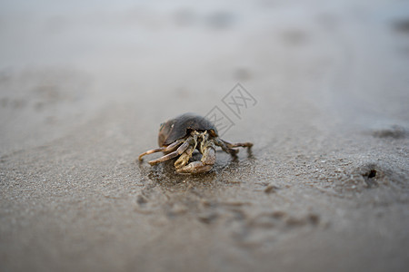 海边沙滩上栖息的螃蟹海滩动物旅行甲壳宏观海洋野生动物图片