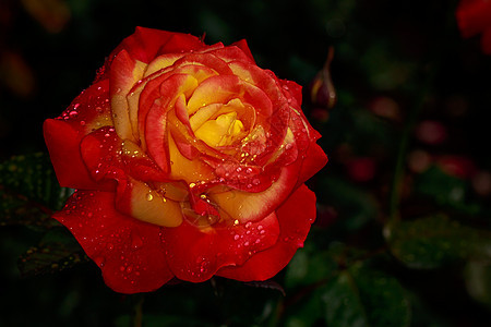 红玫瑰 全闪光花玫瑰园艺花朵水平背景图片