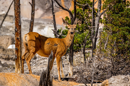 Mammoth两地的木鹿大尾骡鹿哺乳动物脊椎动物水平图片
