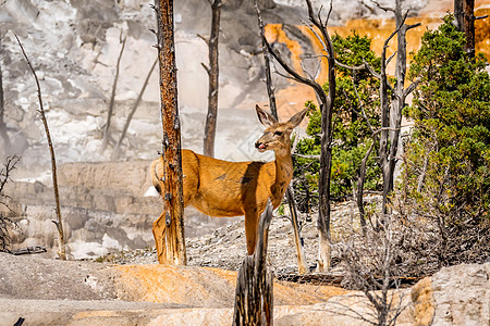 Mammoth两地的木鹿大尾骡鹿脊椎动物哺乳动物水平图片