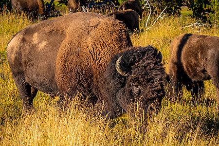 黄石公园野生比森哺乳动物脊椎动物水牛小牛牛科草地水平小动物动物草食性图片