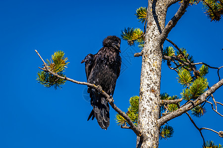 树枝上的乌鸦树木脊椎动物鸟类掠夺水平高清图片